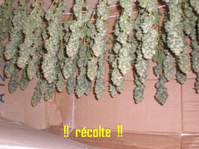 recolte-hash-plant